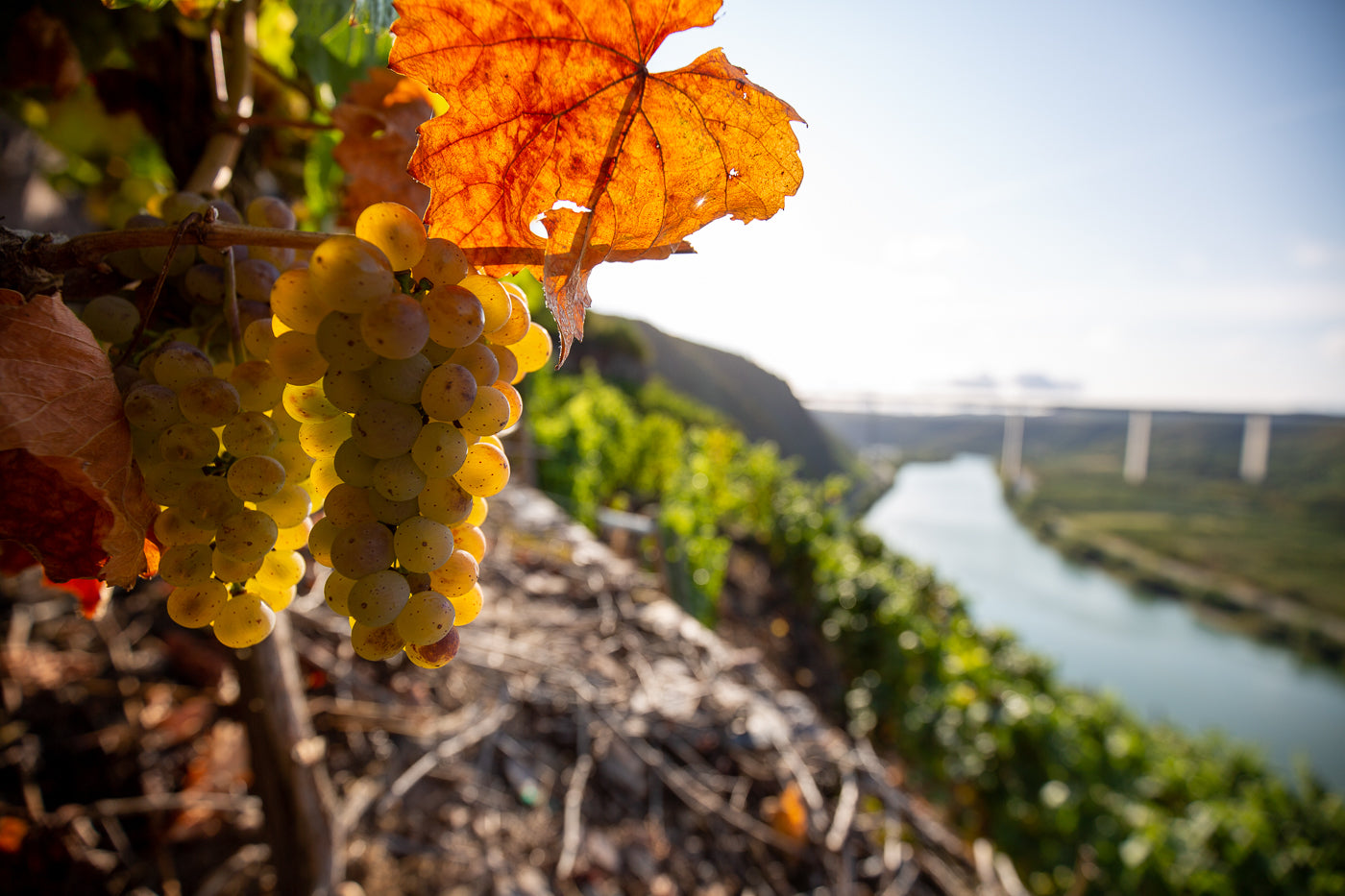 Weingut Fries