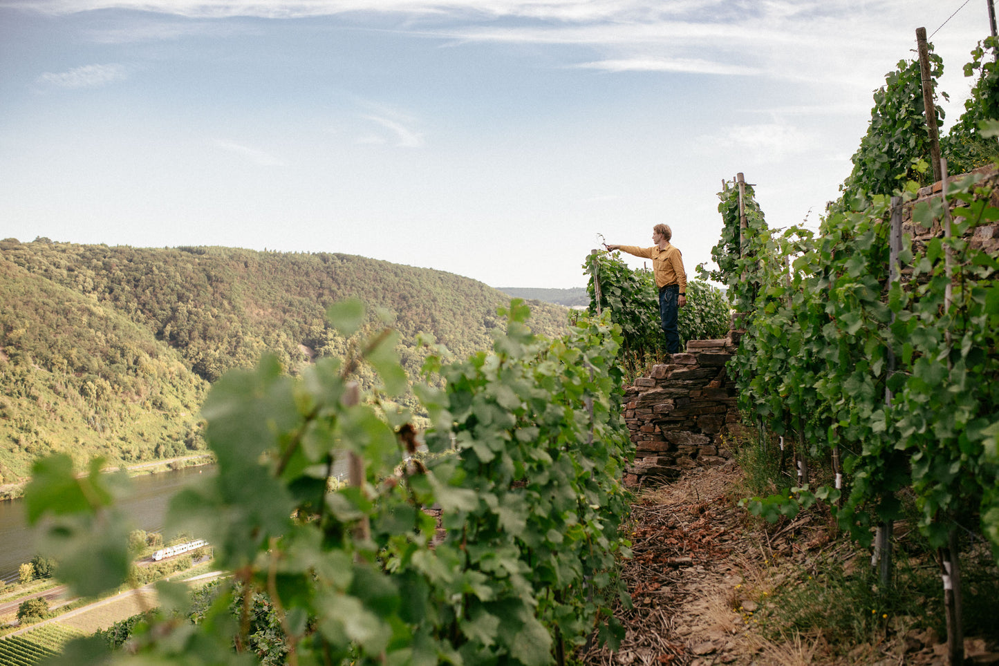 
                  
                    2022 Terrassen Riesling trocken
                  
                