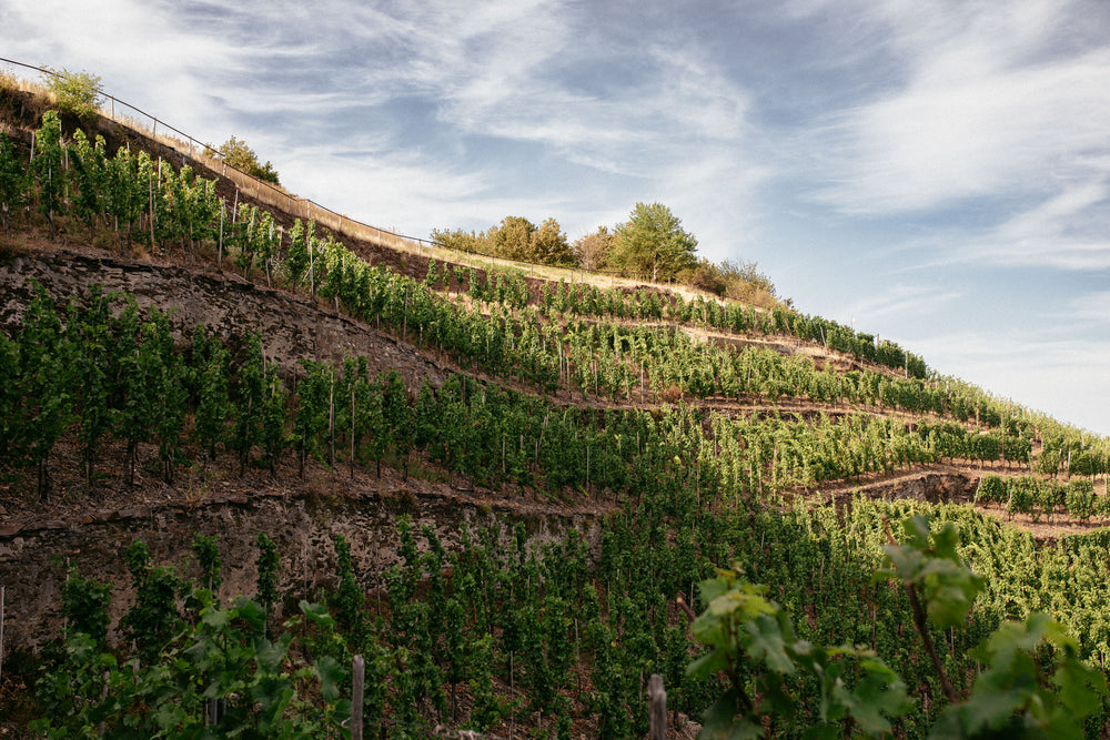 
                  
                    2022 Terrassen Riesling trocken
                  
                