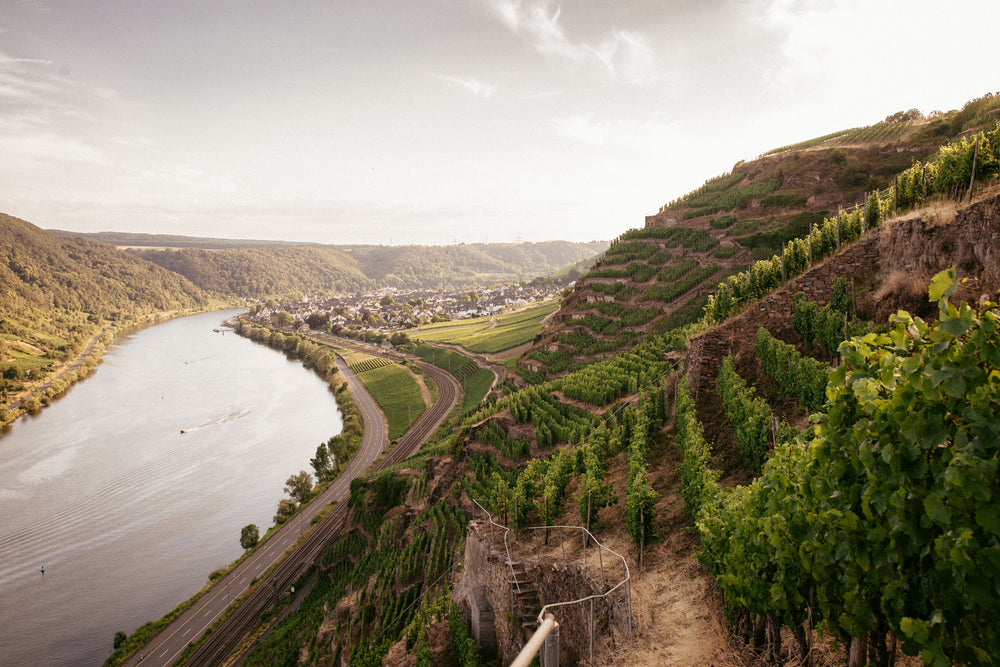 
                  
                    Der Weinberg Winninger Röttgen an der Mosel. 
                  
                