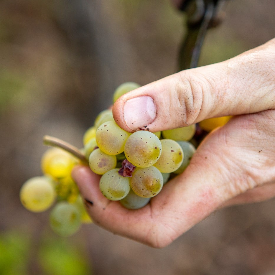 
                  
                    2022 Vom Schiefer Riesling trocken
                  
                