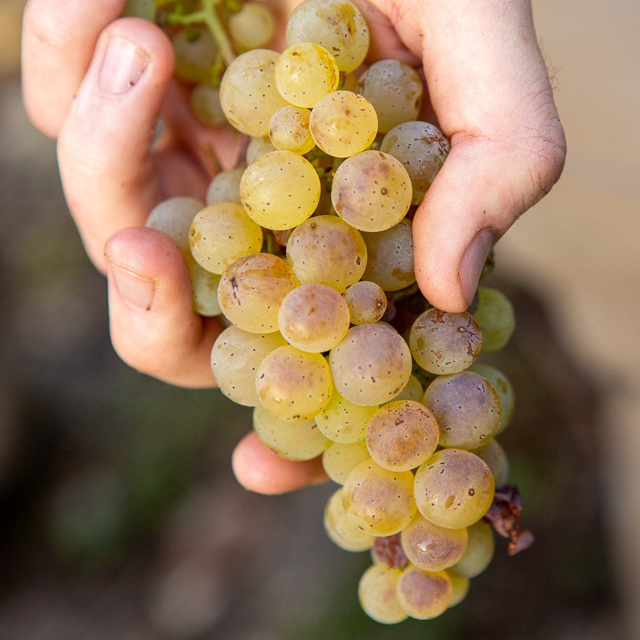 2023 Riesling trocken