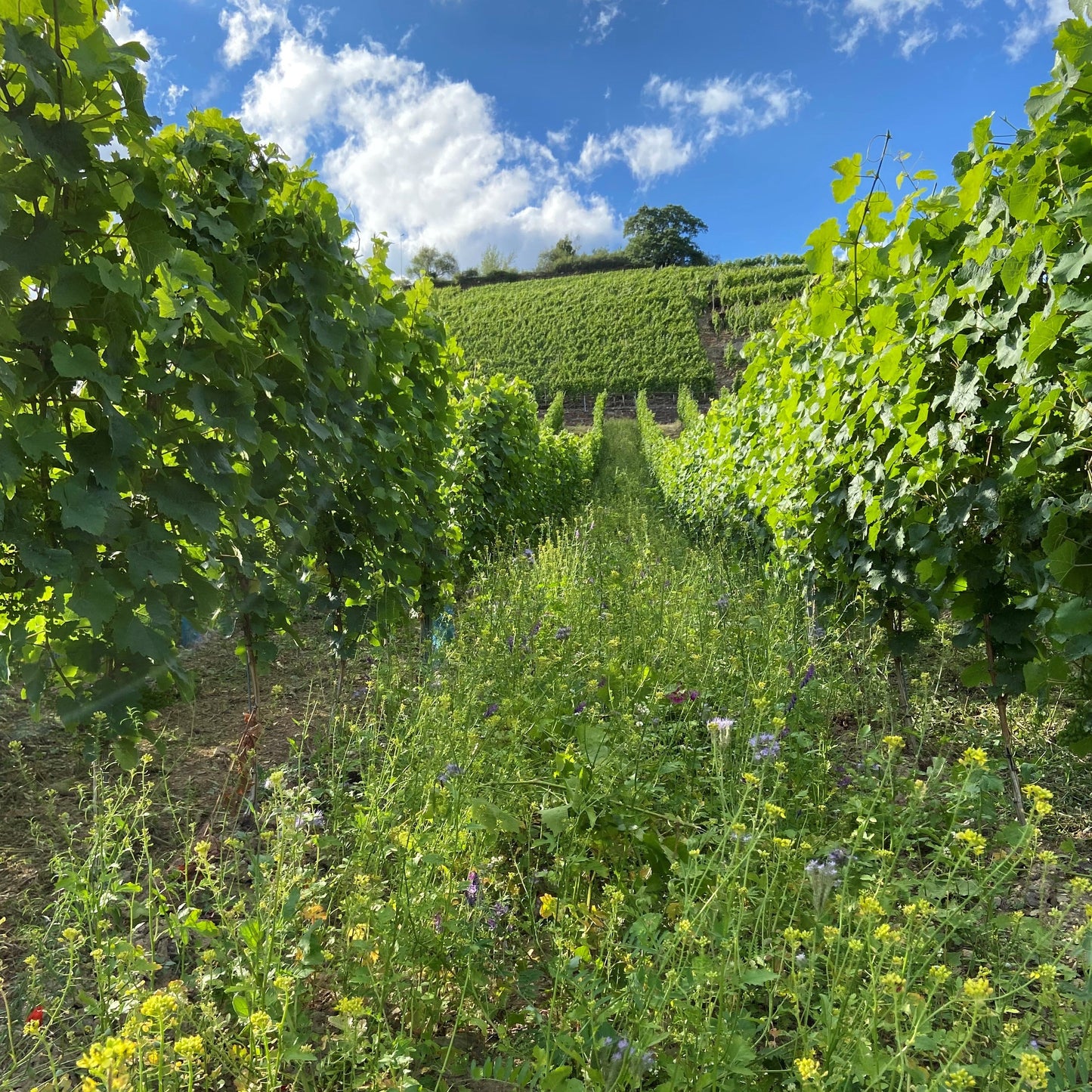 
                  
                    2022 Riesling feinherb
                  
                