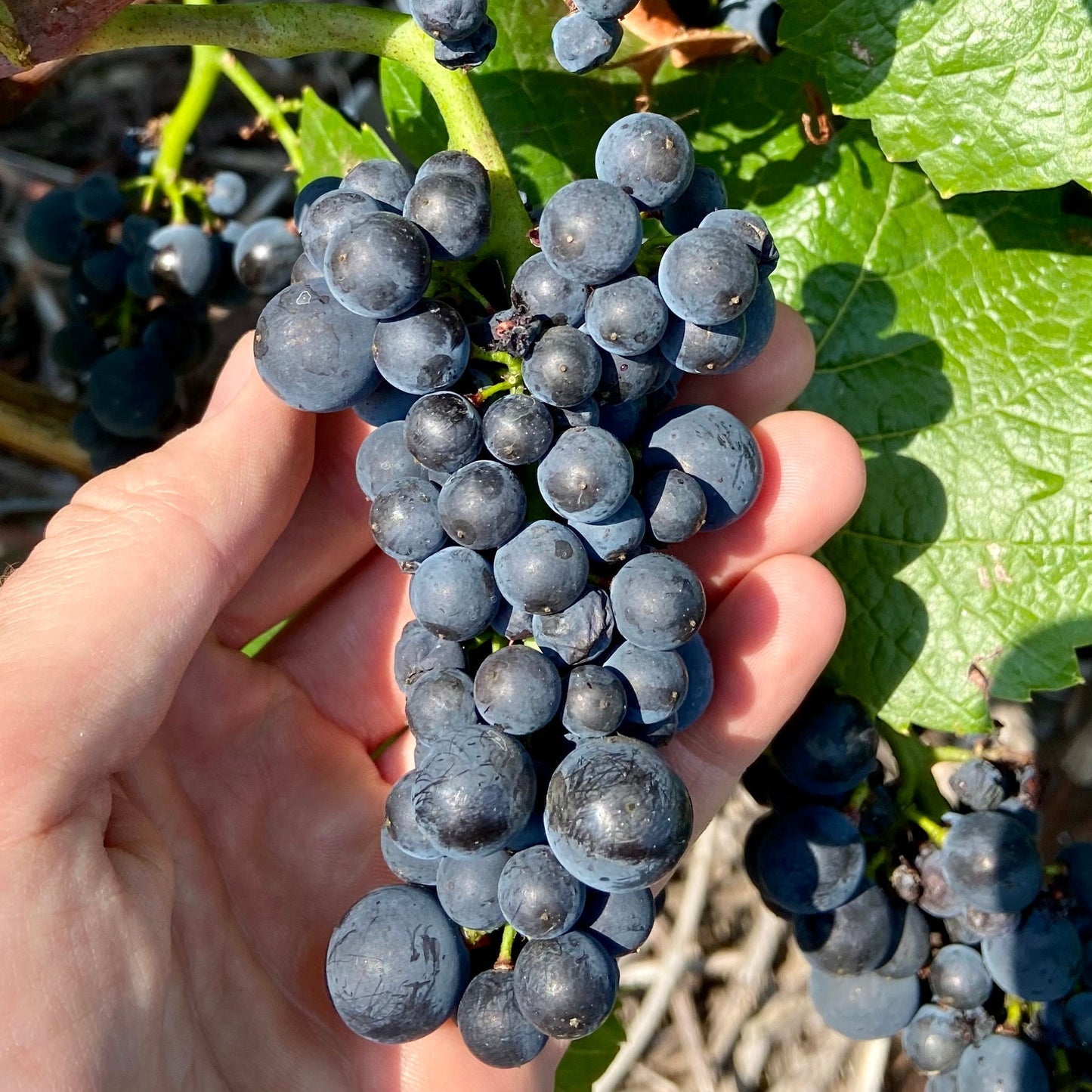 
                  
                    2022 Pinot Noir Vom Schiefer
                  
                