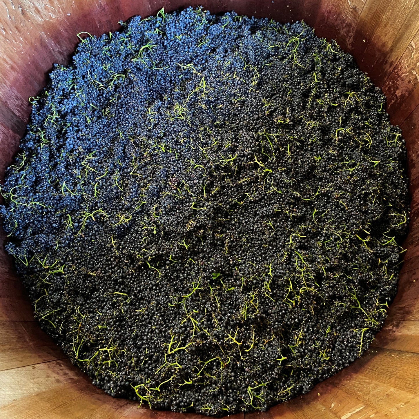 
                  
                    2021 Terrassen Pinot Noir
                  
                